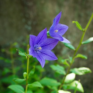 相楽園（そうらくえん）のキキョウの花