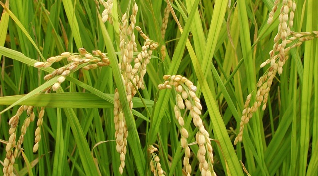 ひのひかり ひのひかり