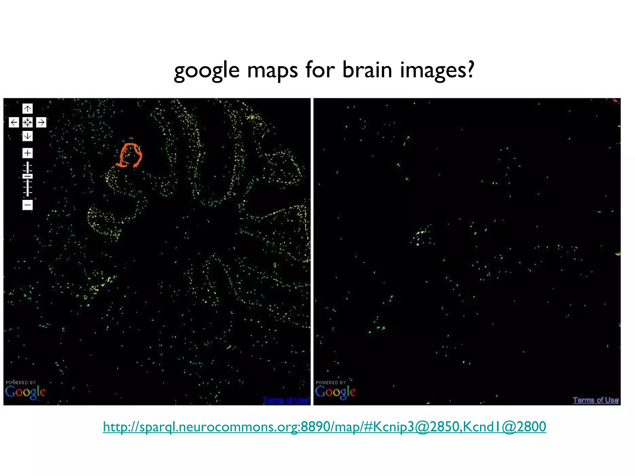 google maps for brain images? http://sparql.neurocommons.org:8890/map/#Kcnip3@2850,Kcnd1@2800 