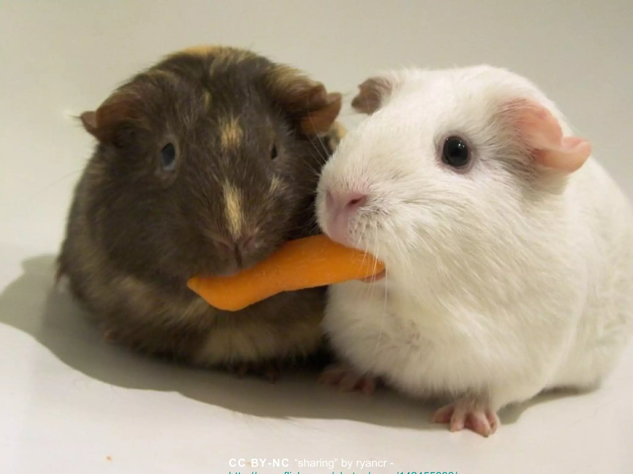 CC BY-NC “sharing” by ryancr -
 