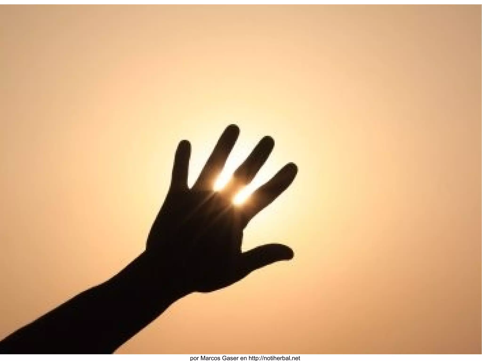 por Marcos Gaser en http://notiherbal.net 
 