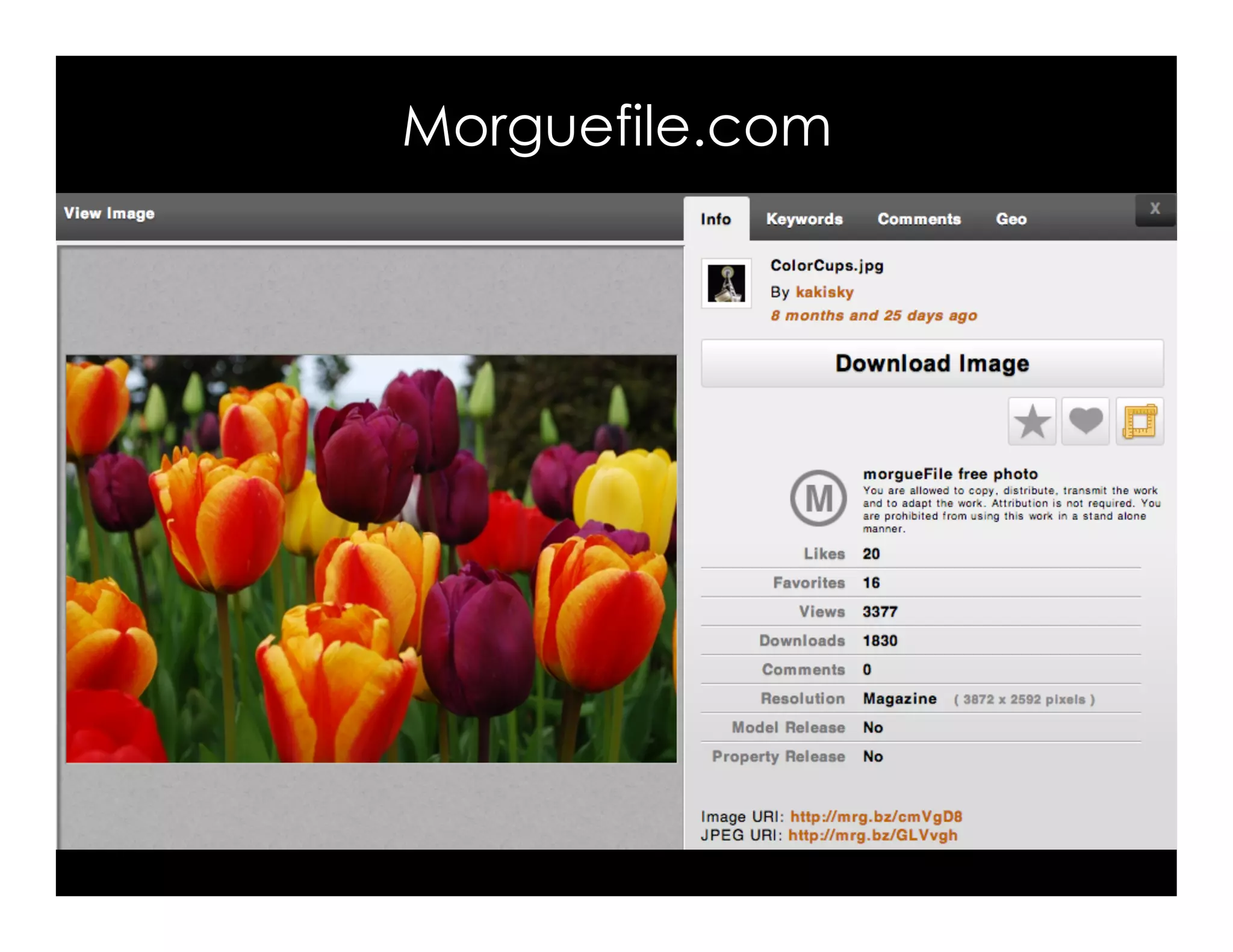 Morguefile.com
 