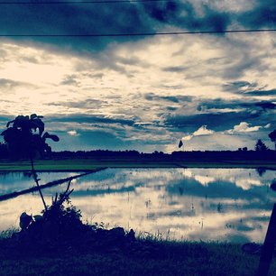 Reflection in the rice field